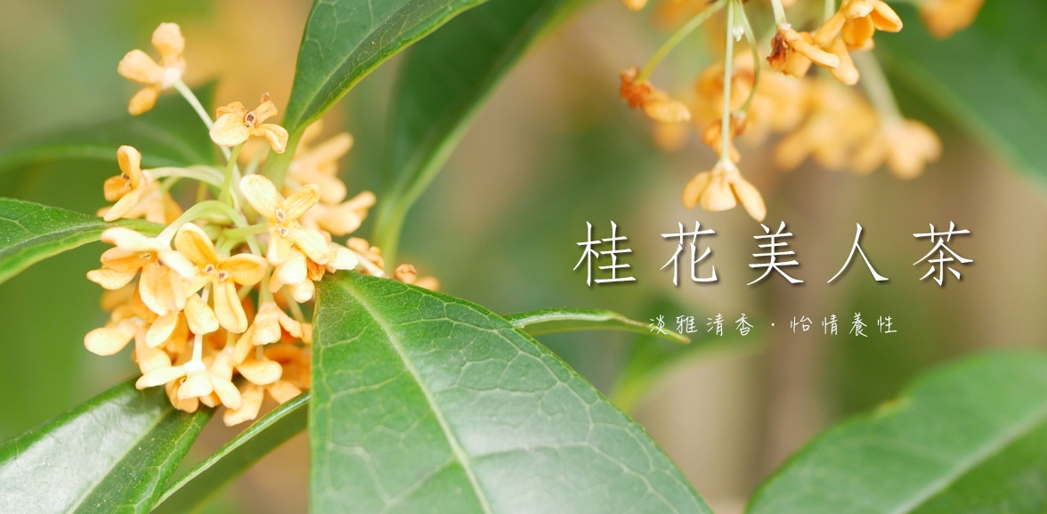 桂花美人茶 清雅氣息 舒緩放鬆